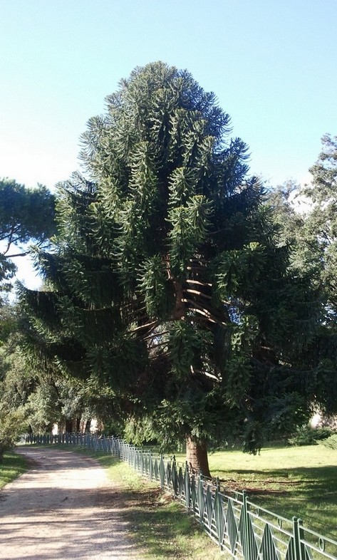 qualcuno sa dirmi che albero �?